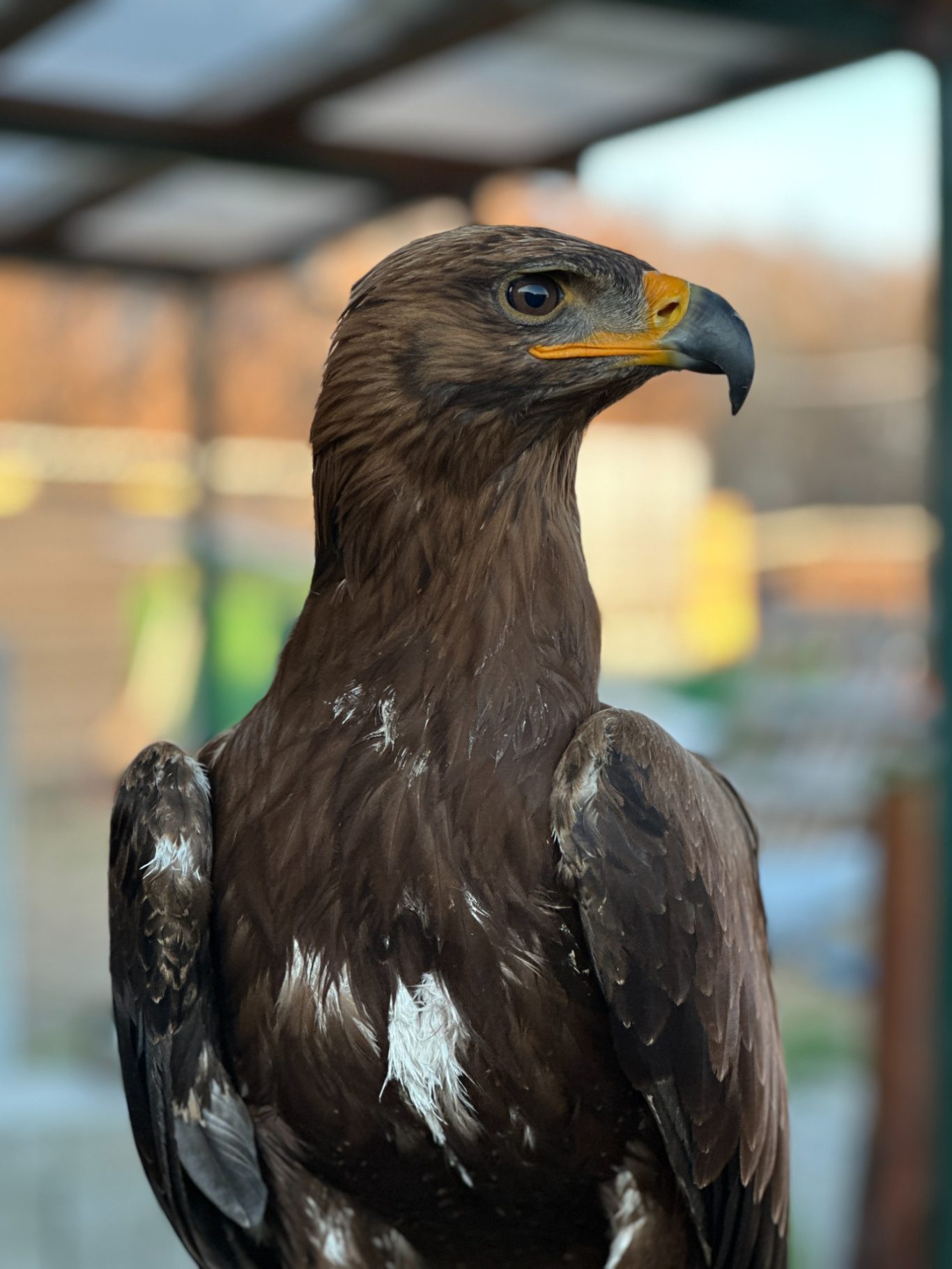 aquila- Associazione Ovoro aquila durante un laboratorio didattico di falconeria a Mappano Torino